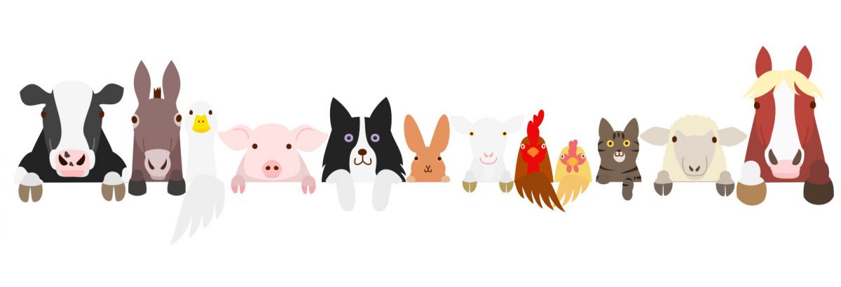 Chickens & Pigs